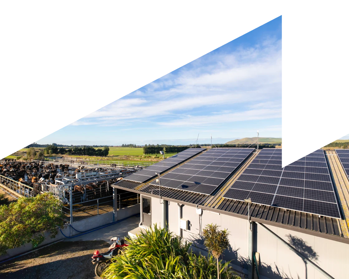 Solar panels on the roof of a dairy shed beside a cattle yard